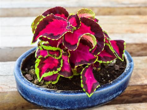 Coleus Plants and Their Colorful Foliage: A Visual Feast for the Senses